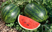 Watermelon fruit developing on a healthy garden plant