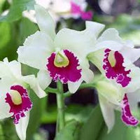 White Pink Cattleya Flower Seeds for Planting Perfect for Borders Heirloom & GMO Free Seeds for Home Garden
 
 Sale