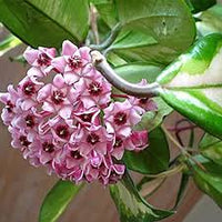 Light Purple Hoya Carnosa Flower Seeds for Planting Vibrant Colors Heirloom & GMO Free Seeds for Home Garden
 
 Sale