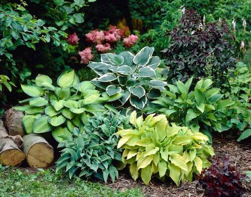 Hosta plant with broad lush green foliage