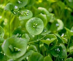 Fresh winter purslane leafy greens in a home garden setting.
