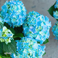 Sea Blue Hydrangea Flower seeds for Planting - Sun Loving, Heirloom & GMO Free Seeds for Home Garden