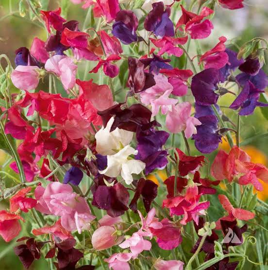 Annual Sweet Pea Flower Seeds – Fragrant Blooms for Garden Planting