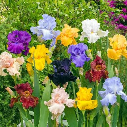 Perennial iris flowers growing along a garden border