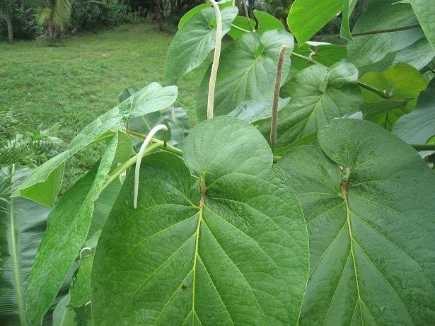 Mexican Pepperleaf plant with large green leaves suitable for patios and landscape planting.