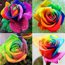 Orange Rainbow Potted Rose Flower Seeds for Planting Vibrant Colors Heirloom & GMO Free Seeds for Home Garden
 
 Sale