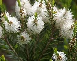Fresh Alternifolia Flower seeds for Planting - Seasonal Bloomer, Heirloom & GMO Free Seeds for Home Garden