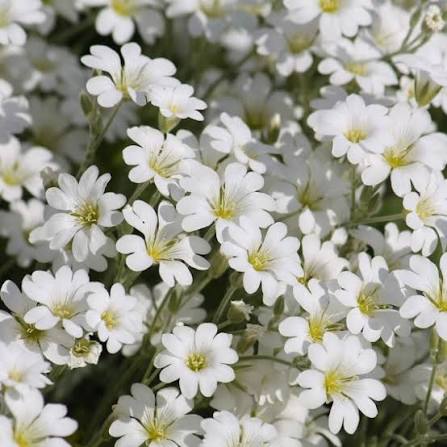 Snow in Summer white flowers growing as a dense ground cover in a sunny garden.
