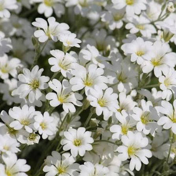 Snow in Summer white flowers growing as a dense ground cover in a sunny garden.
