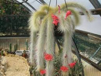 Fresh Monkey Tail Flower seeds for Planting - Vibrant Colors, Heirloom & GMO Free Seeds for Home Garden