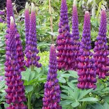Burgundy Lupine Flower Seeds for Planting – Vibrant Heirloom NonGMO Seeds for Home Garden & Outdoor Blooms
 
 Sale