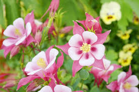 White Pink Aquilegia Flower seeds for Planting - Bright Blooms, Heirloom & GMO Free Seeds for Home Garden