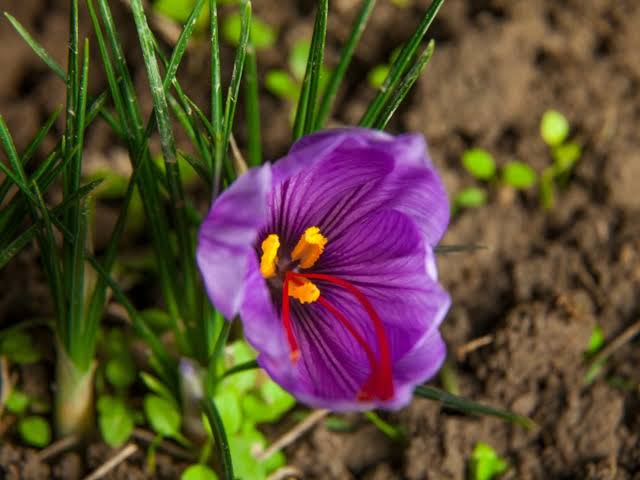 Close-up of Violet Saffron blooms adding seasonal color to an ornamental landscape.


