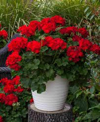 Red & Orange Geranium Flower seeds for Planting - Shade Tolerant, Heirloom & GMO Free Seeds for Home Garden