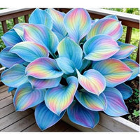 Mixed Hosta perennial plants with varied foliage