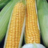 Young sweet corn plants thriving in a raised garden bed.

