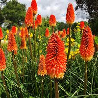 Red Hot Poker Flower seeds for Planting - Drought Tolerant, Heirloom & GMO Free Seeds for Home Garden