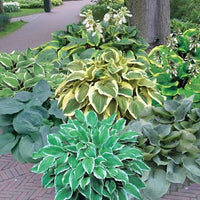 Mixed Hosta plants growing in a shaded garden area