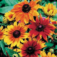 Mixed-color Rudbeckia Autumn Colours growing in a sunny garden border.

