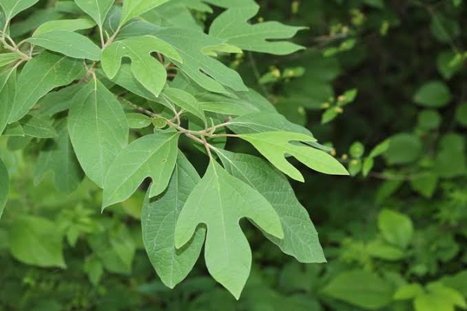 Sassafras tree leaves and branches in a natural garden setting.
