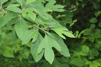 Sassafras tree leaves and branches in a natural garden setting.
