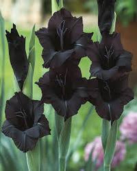 Black Gladiolus Flower seeds for Planting Fragrant Blossoms Heirloom & GMO Free Seeds for Home Garden