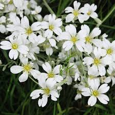 White Gyposophila Elegans Flower seeds for Planting - Fragrant Blossoms, Heirloom & GMO Free Seeds for Home Garden