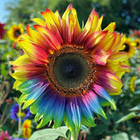 Rainbow Sunflower Flower seeds for Planting - Hardy Variety, Heirloom & GMO Free Seeds for Home Garden