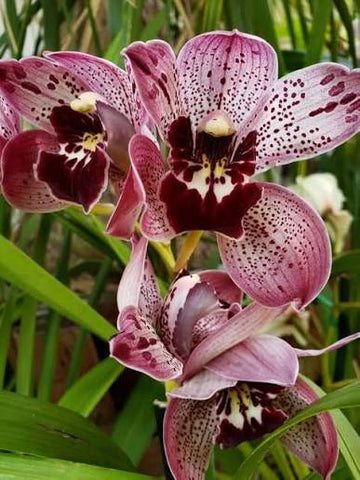 Cymbidium orchid bulbs for planting
