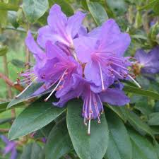 Violet Rhododendron Flower Seeds – Premium Quality Heirloom & NonGMO Seeds for Home Garden
 
 Sale