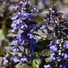 Ajuga Reptans Flower seeds for Planting - Long Bloom Season, Heirloom & GMO Free Seeds for Home Garden