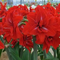 Green Picasso Base Waxed Amaryllis Bulb for Indoor Decorative Floral Display