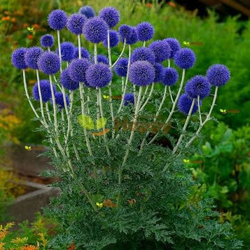 Blue Globe Thistle flowers with round blue blooms in a garden.