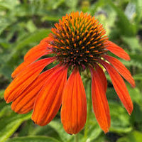 Orange Echinacea Flower seeds for Planting Pollinator Friendly Heirloom & GMO Free Seeds for Home Garden
