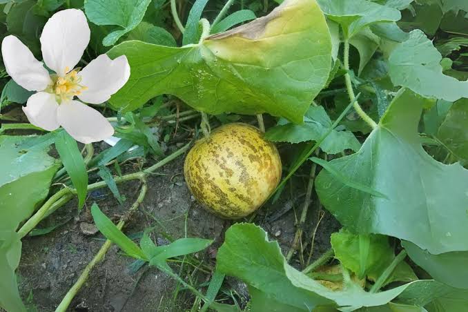 Fresh Tigger melon showing sweet white flesh ready for harvest
