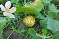 Fresh Tigger melon showing sweet white flesh ready for harvest