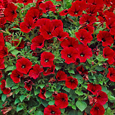 Red Velour Flower seeds for Planting - Colorful Display, Heirloom & GMO Free Seeds for Home Garden