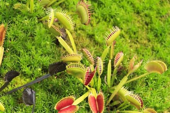 Exotic carnivorous Venus Flytrap growing in a container
