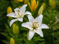 White Amaryllis Flower Seeds for Planting Vibrant Colors Heirloom & GMO Free Seeds for Home Garden
 
 Sale