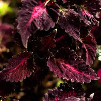Coleus Black Dragon adding bold contrast to a shaded ornamental garden.