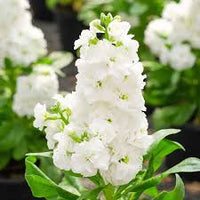 White Matthiola Flower Seeds – Sun Loving Heirloom & NonGMO for Home Garden
 
 Sale