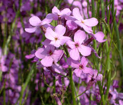 Hesperis Flower seeds for Planting Colorful Display Heirloom & GMO Free Seeds for Home Garden