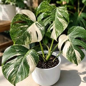 Lush variegated Monstera Mint foliage in an indoor garden