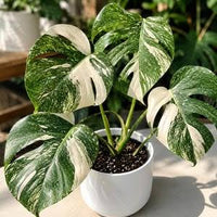 Lush variegated Monstera Mint foliage in an indoor garden