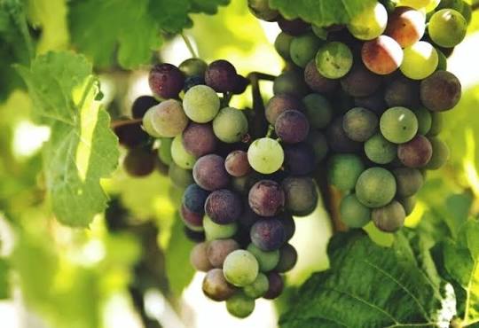 Grape vine growing on a garden trellis