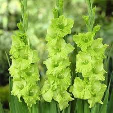 Gladiolus Light Green Flower seeds for Planting - Vibrant Colors, Heirloom & GMO Free Seeds for Home Garden