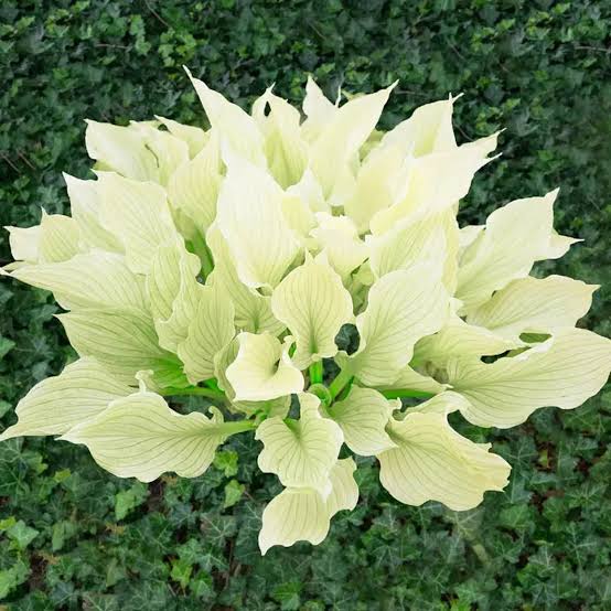 White Feather Hosta perennial plant with light foliage