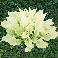 White Feather Hosta perennial plant with light foliage