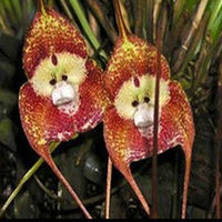 Assorted Monkey Face Orchid plants growing in decorative containers.
