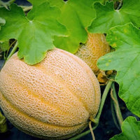 Hales Best Jumbo Cantaloupe Seeds – Large Melon Variety for Garden Growing